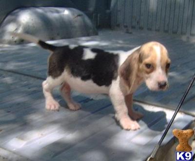 Beagle Puppies for Sale